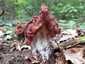 Vörösbarna papsapkagomba (Gyromitra fastigiata), Budai-hegység